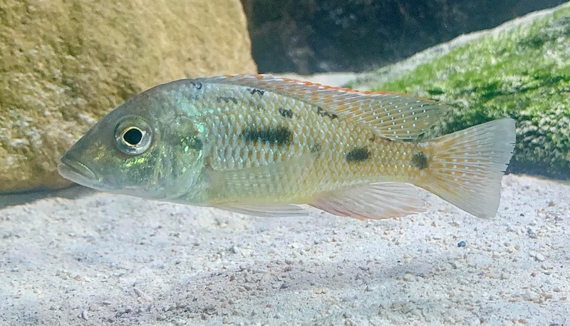 Lethrinops chilingali 'Lake Chilingali'